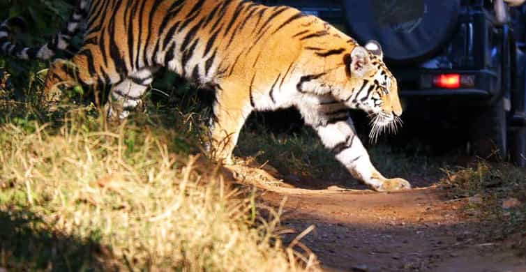 Royal Bengal Tiger - The Biggest Charm of Indian Jungles