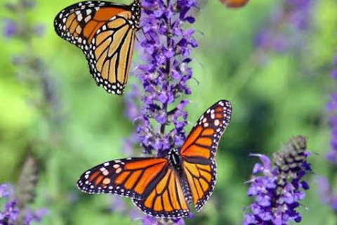Sansibar: Schmetterlingszentrum, Kuza-Höhle und Mtende Beach Tour