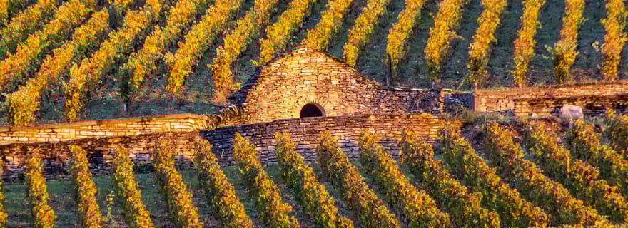 Visite en petit groupe Matin dans la Côte de Beaune