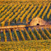 Kleingruppentour Morgens in Côte de Beaune