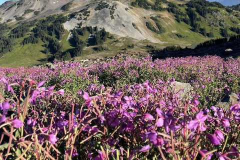 Garibaldi Park/ Panorama Ridge/ Dagsutflykt med vandring