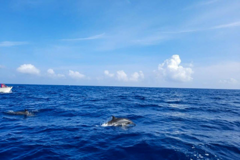 Rencontre avec des dauphins sauvages et plongée en apnée - Ile Maurice.