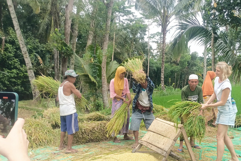 特特巴图：瀑布、香料、梯田、猴子森林特特巴图之旅、香料、瀑布、梯田、猴林