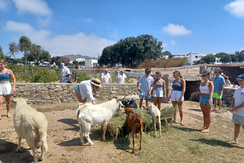 Tour pelos destaques de Mykonos