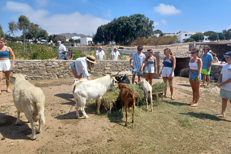 Tour pelos destaques de Mykonos