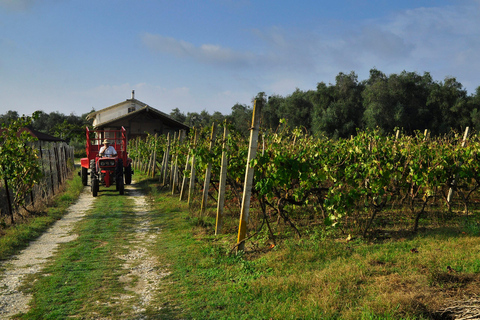 Kavos: Wine Tour & Tasting at a Local Winery