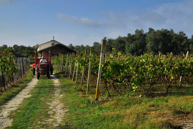 Kavos: Wine Tour & Tasting at a Local Winery