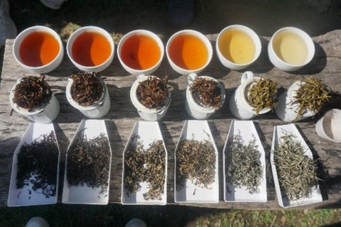 Day as a Tea Farmer in Ilam: Life in Nepal’s Green Tea Hills