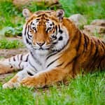 Sofia: biglietto d'ingresso allo zoo con servizio di prelievo in hotel e pranzo