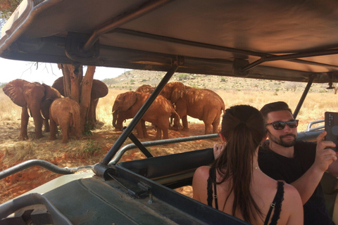 Mombasa:2-Day Tsavo East Wildlife Safari with Overnight Stay