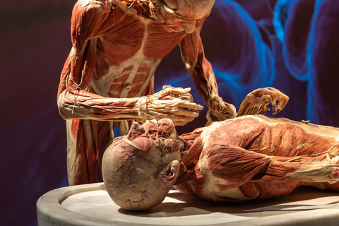 Hanau: Your ticket to the BODY WORLDS exhibition Hanau: Ticket for the BODY WORLDS Exhibition