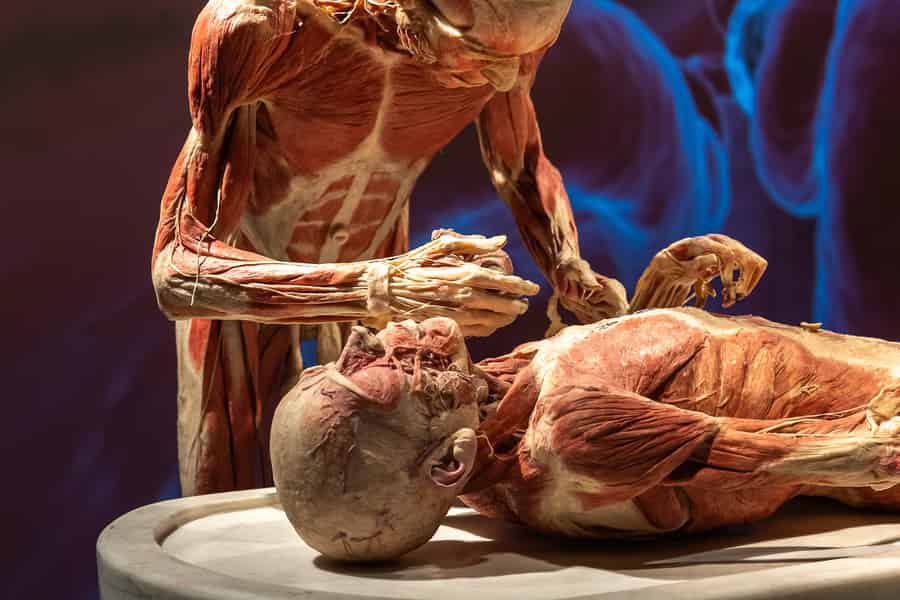 Chemnitz: Ticket für die KÖRPERWELTEN Ausstellung. Foto: GetYourGuide Chemnitz: Ticket für die KÖRPERWELTEN Ausstellung. Foto: GetYourGuide