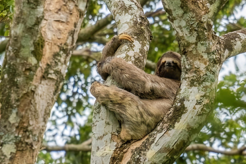 Rio de Janeiro ou São Paulo : circuit de 3 jours dans le parc national d'Itatiaia