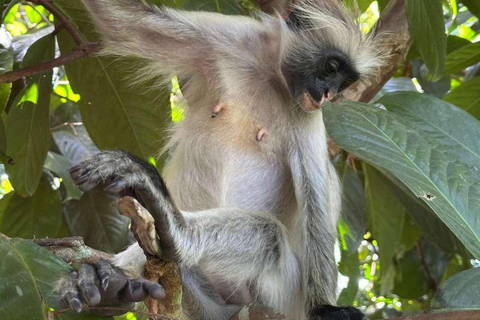 ZANZIBAR: Stone Town, foresta di Jozani, grotta di Kuza e la rocciaTOUR PRIVATO SENZA TRASFERIMENTO INCLUSO
