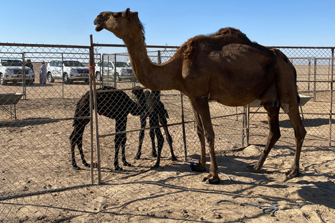 Salalah: Empty Quarter Desert Adventure to Hashman Dunes
