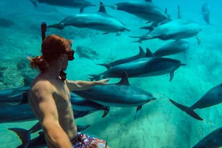 Zanzibar: Privat delfinsafari och snorkling i MnembaDet här alternativet inkluderar upphämtning och avlämning på hotellet