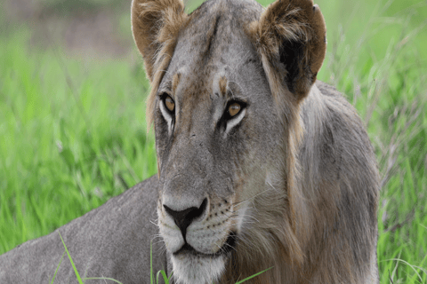 Tanzania: 4-Day Safari to Tarangire, Serengeti and More
