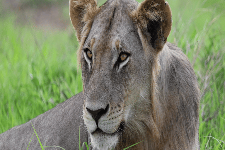Tanzania: 4-Day Safari to Tarangire, Serengeti and More