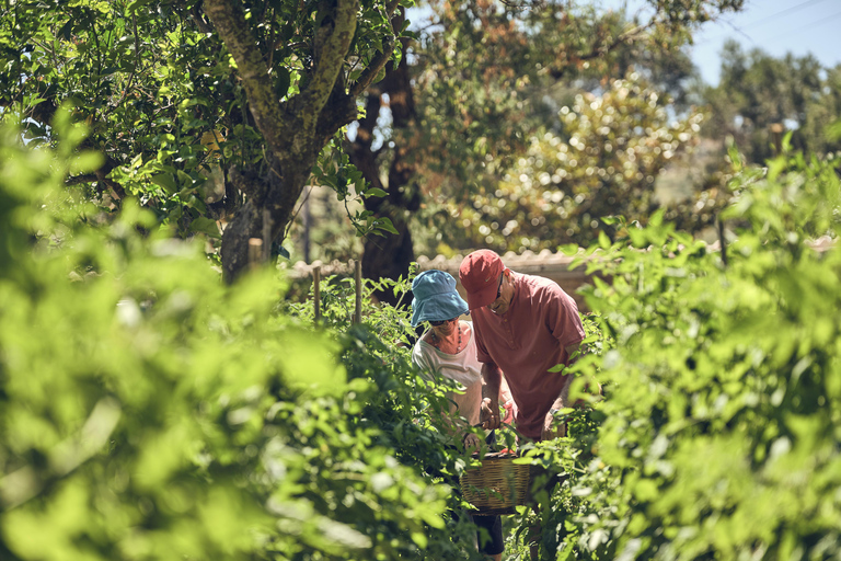 Zakynthos: Organic Farm Tour with Olive Oil Tasting