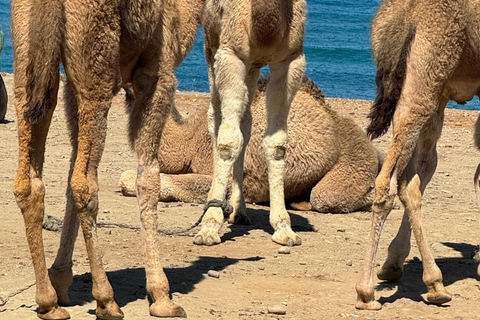 Private Tangier Tour from ferry cruise ship including lunch.