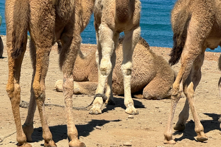 Private Tangier Tour from ferry cruise ship including lunch.