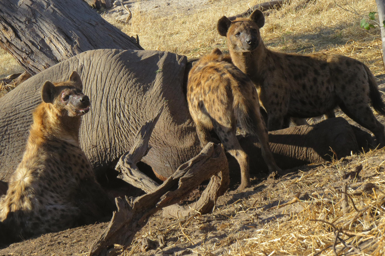 Zimbabwe: 7-Day Victoria Falls, Hwange & Matobo Tour