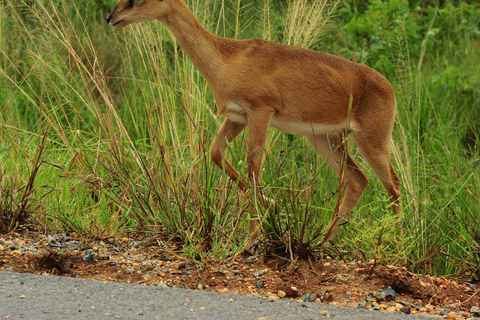 Kampala: 2-Day Murchison Falls Safari with Rhino Trek