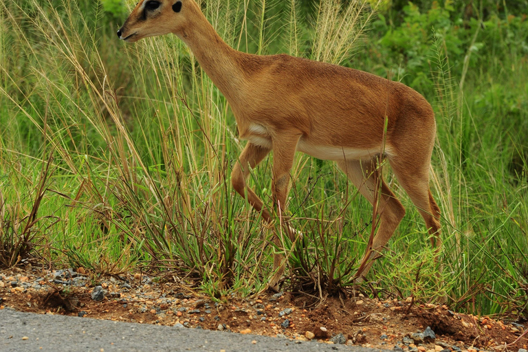 Kampala: 2-Day Murchison Falls Safari with Rhino Trek