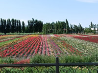 Fergana Valley - L'environnement local - Housity