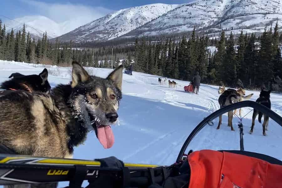 Whitehorse: Hundeschlitten-Abenteuer mit heißem Kakao. Foto: GetYourGuide Whitehorse: Hundeschlitten-Abenteuer mit heißem Kakao. Foto: GetYourGuide