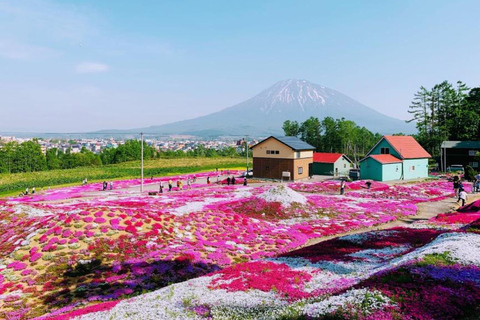 Sapporo: Hokkaido Moss Phlox & Tulip Flower Fields Day Trip