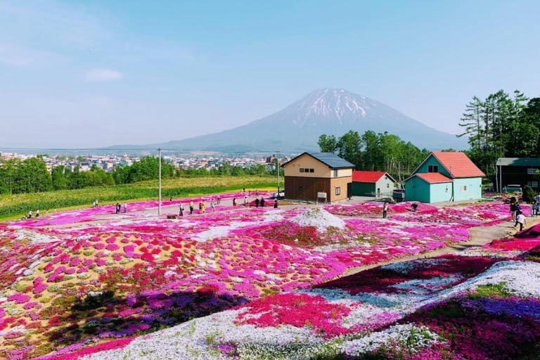 Sapporo: Hokkaido Moss Phlox & Tulip Flower Fields Day Trip