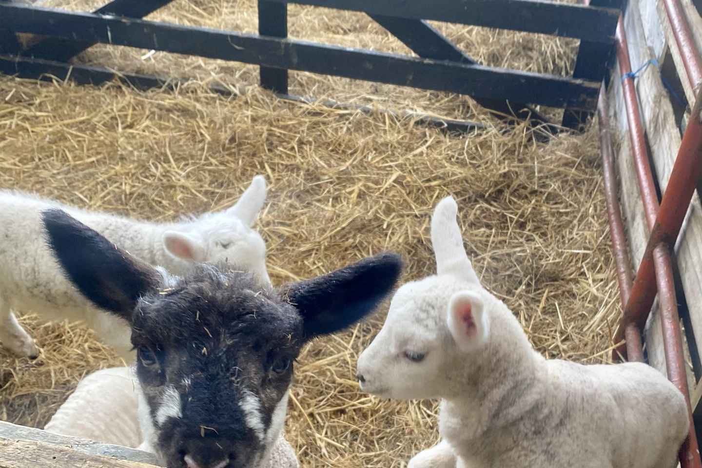 Wicklow: Greenan Farm, Museums & Maze with Animal Feeding