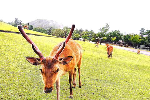 Nara: Hike Mt. Wakakusa and Encounter Wild Free-Roaming Deer