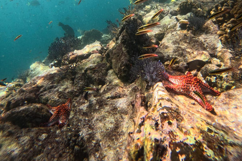 La Paz: Espiritu Santo Island Sea Lion Snorkeling