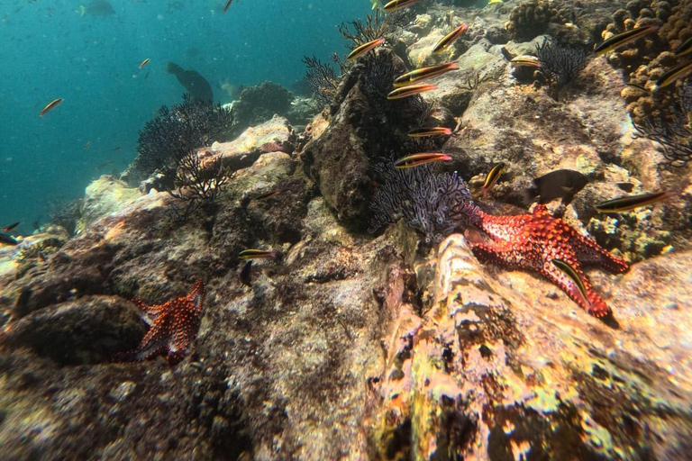 La Paz: Espiritu Santo Island Sea Lion Snorkeling