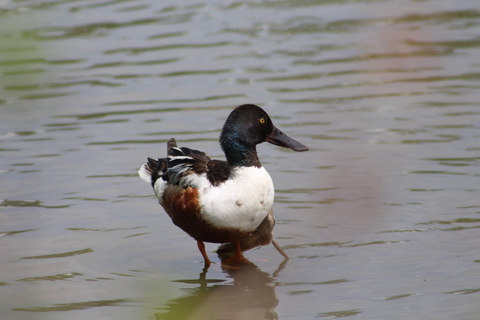 Denver: Crown Hill Park Birdwatching Tour with Lunch