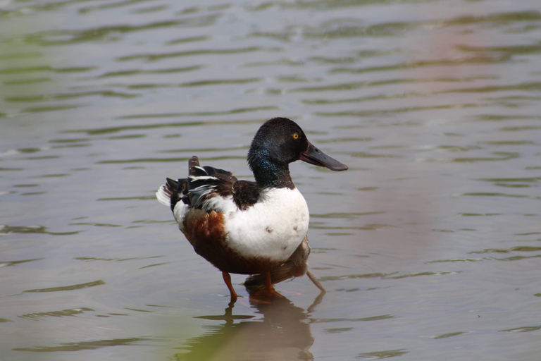 Denver: Crown Hill Park Birdwatching Tour with Lunch