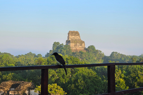 Tikal From Guatemala