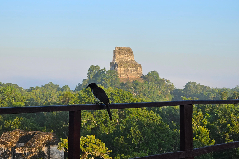 Tikal From Guatemala