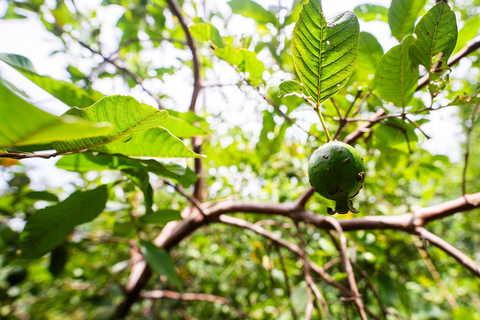 Zanzibar: Secret Beach, Kuza Cave e Jozani com trasladoPraia secreta, caverna Kuza e floresta Jozani com traslado