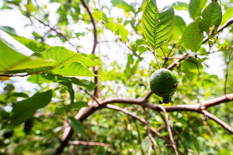 Zanzibar: Secret Beach, Kuza Cave e Jozani con trasferimentoSpiaggia Segreta, Grotta di Kuza e foresta di Jozani con trasferimento