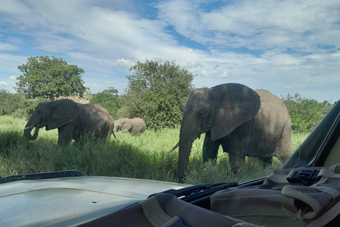 Arusha: Coffee tour, Mangalia water falls & Tarangire NP