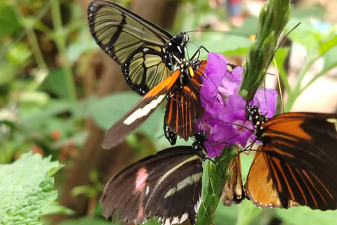 Quito: Waterfall, Hummingbirds, Butterfly Tour, Equator line