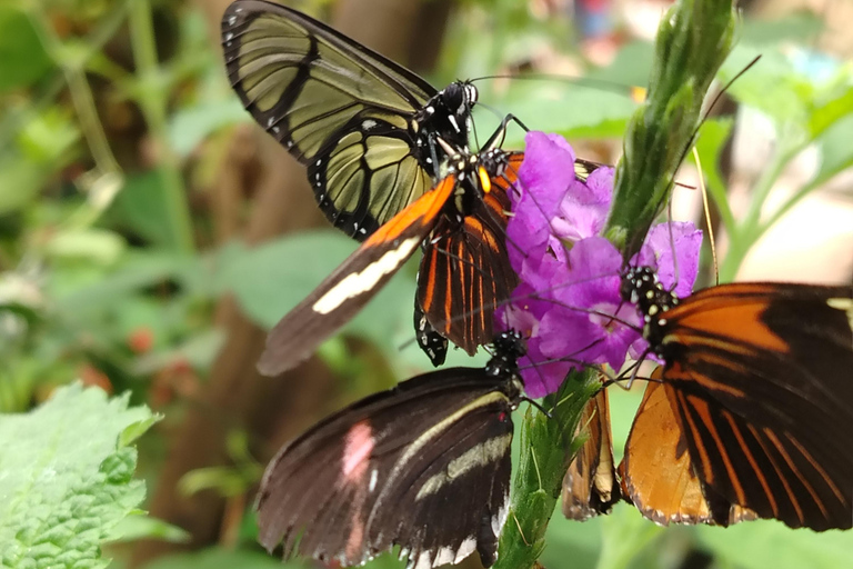 Quito: Waterfall, Hummingbirds, Butterfly Tour, Equator line