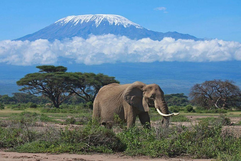 Nairobi: Viagem de 1 dia ao Parque Nacional Amboseli com a aldeia Masai