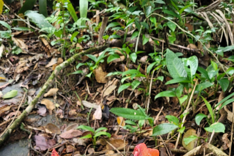 JUATINGA : Circuit de 4 jours FORÊT ATLANTIQUE et PLAGES - PARATY - RIO DE JANEIRO