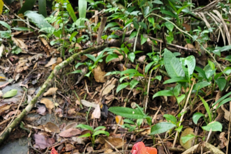 JUATINGA : Circuit de 4 jours FORÊT ATLANTIQUE et PLAGES - PARATY - RIO DE JANEIRO