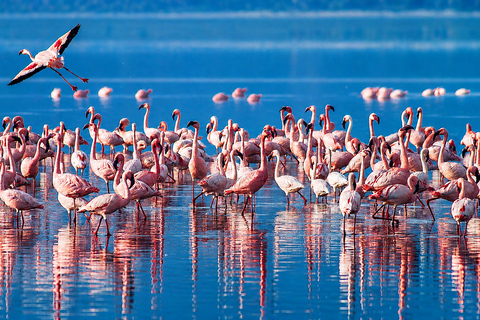 Lake Natron Day Trip from Arusha