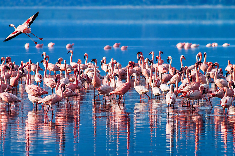 Lake Natron Day Trip from Arusha